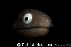 Whiteeye Murray taken with Canon 400D/Hugyfot by Patrick Neumann 